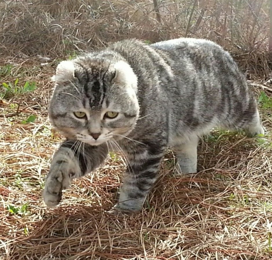 У кота отбирают добычу