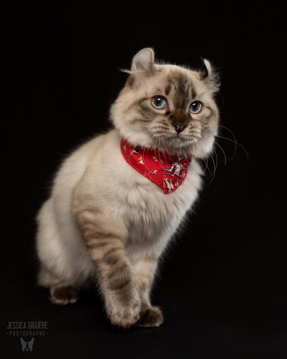 Хайлендер кошка