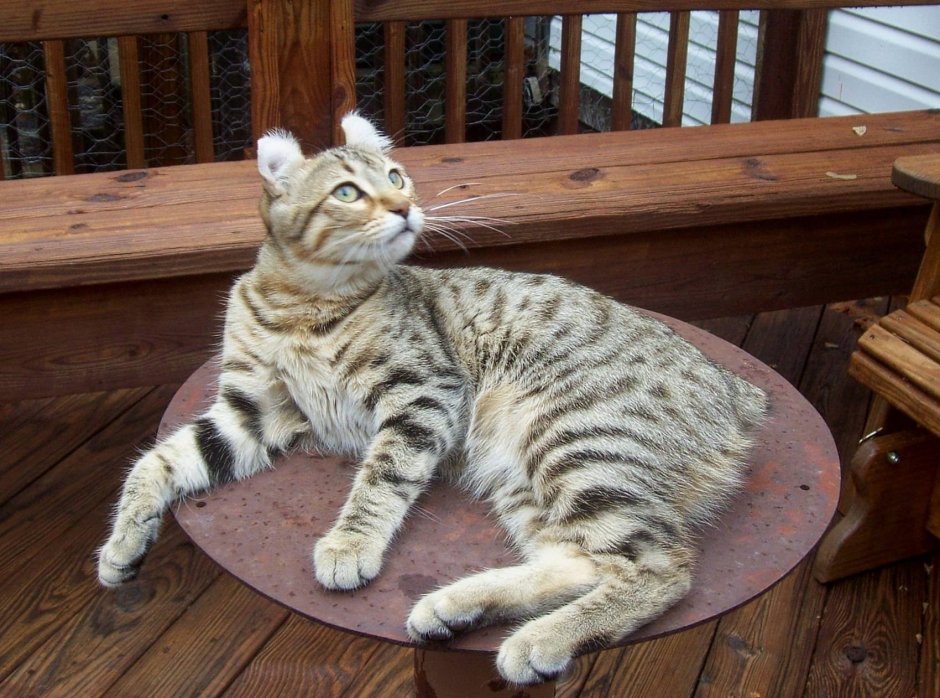Хайлендер кошка