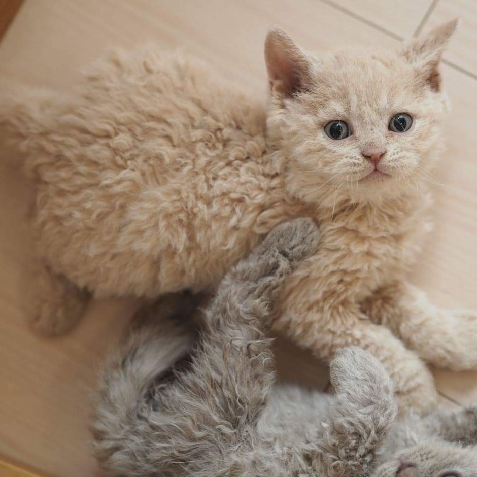 Пушистая длинношерстная кошка