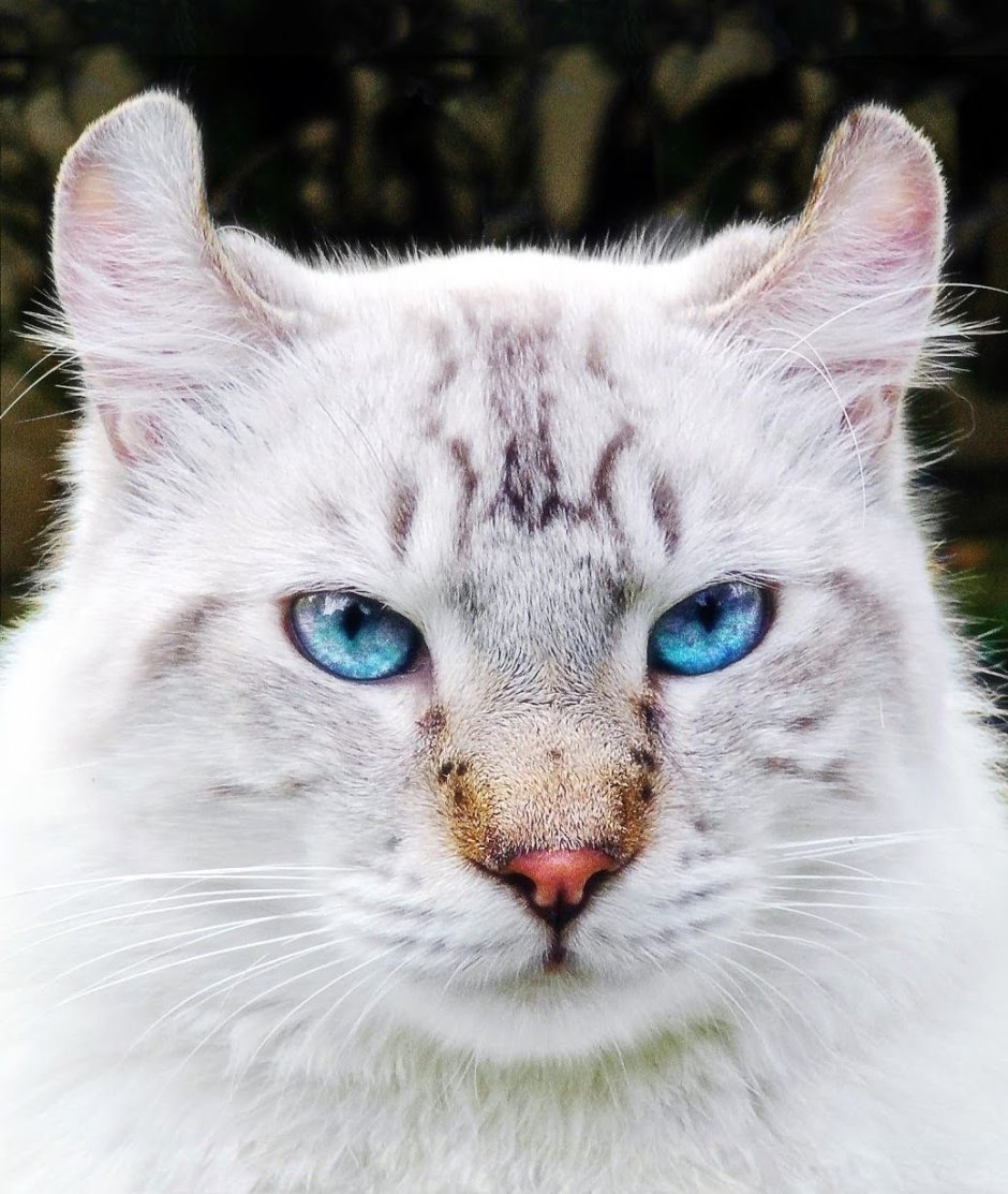 Хайлендер кошка