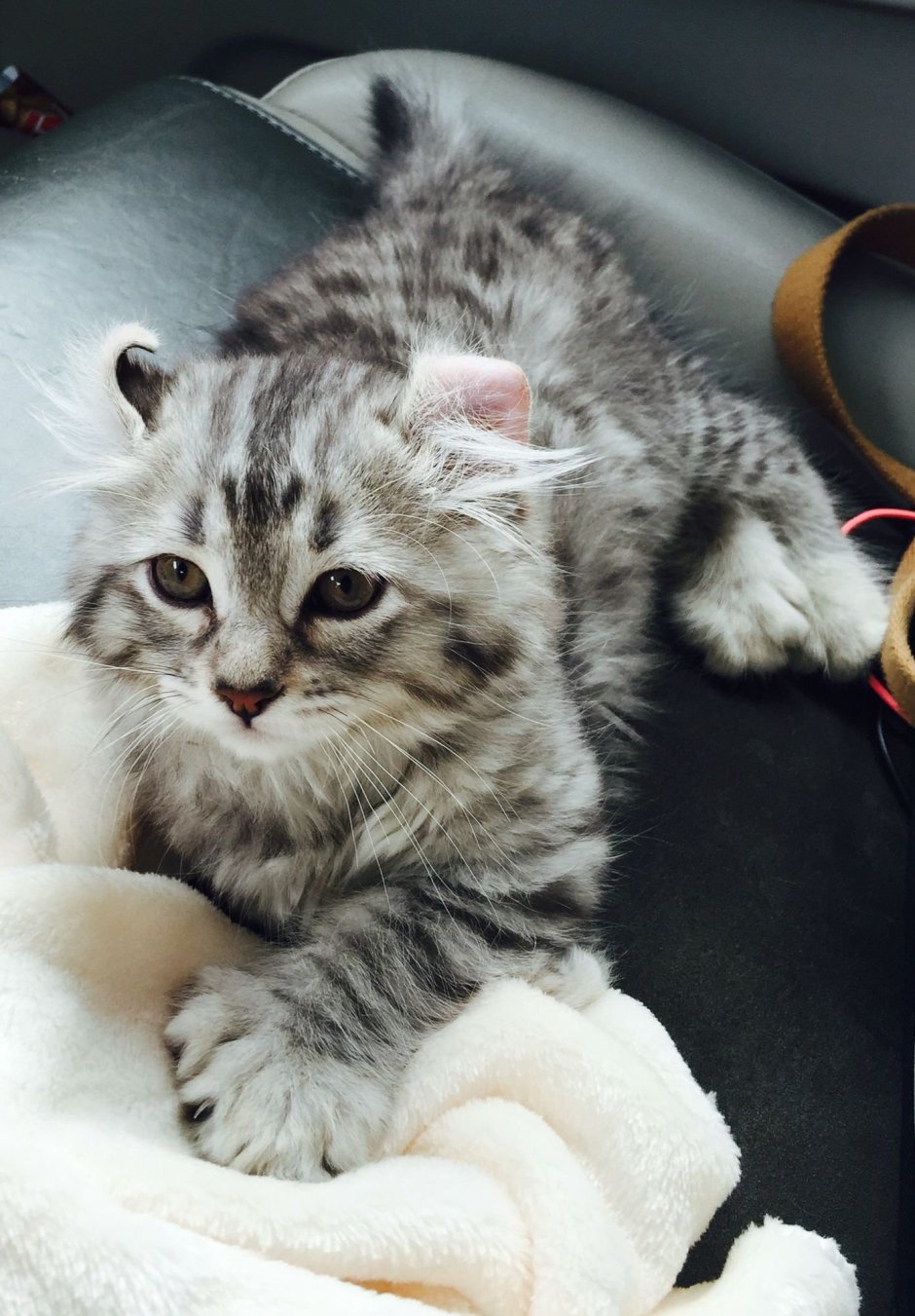 Highlander Lynx Cat 101 Breed personality