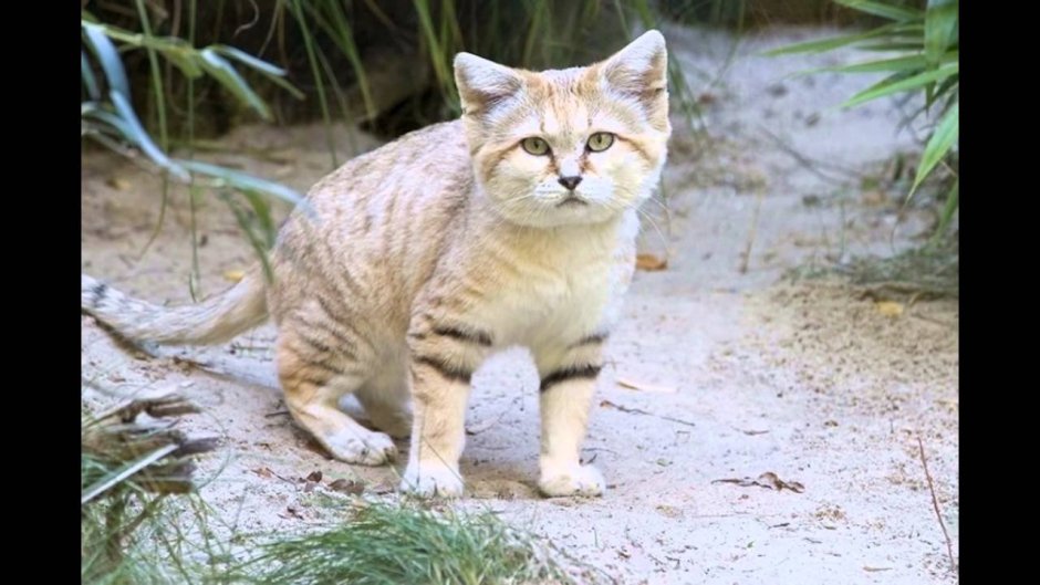 Американский кёрл кошка