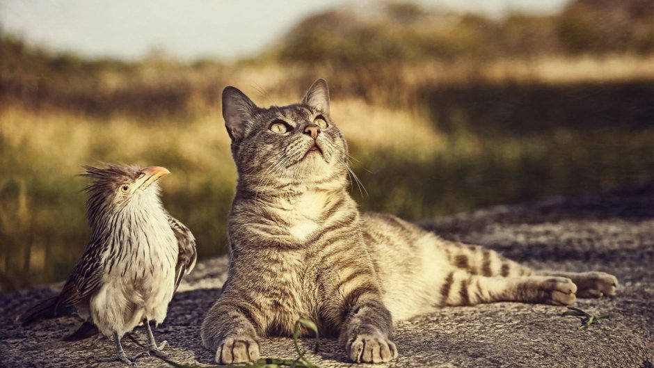 Манул котята