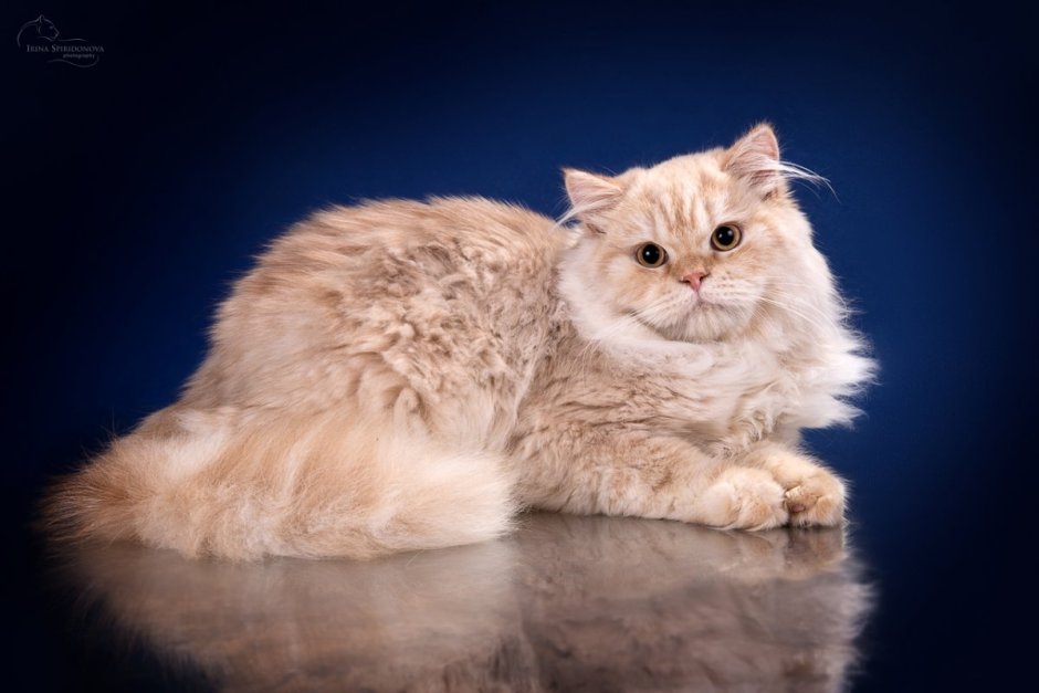 Амурский камышовый кот