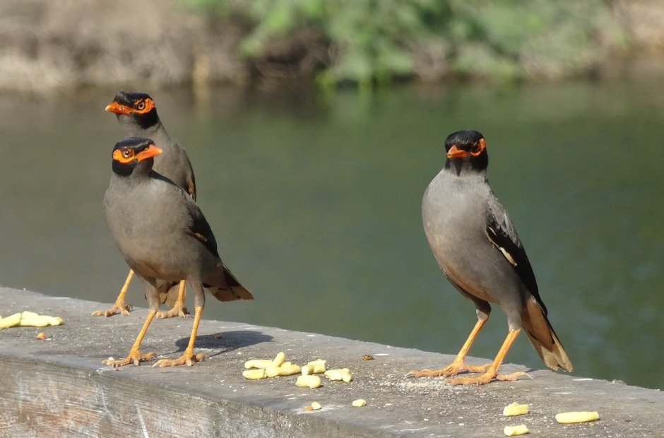 Майна обыкновенная (common Myna).