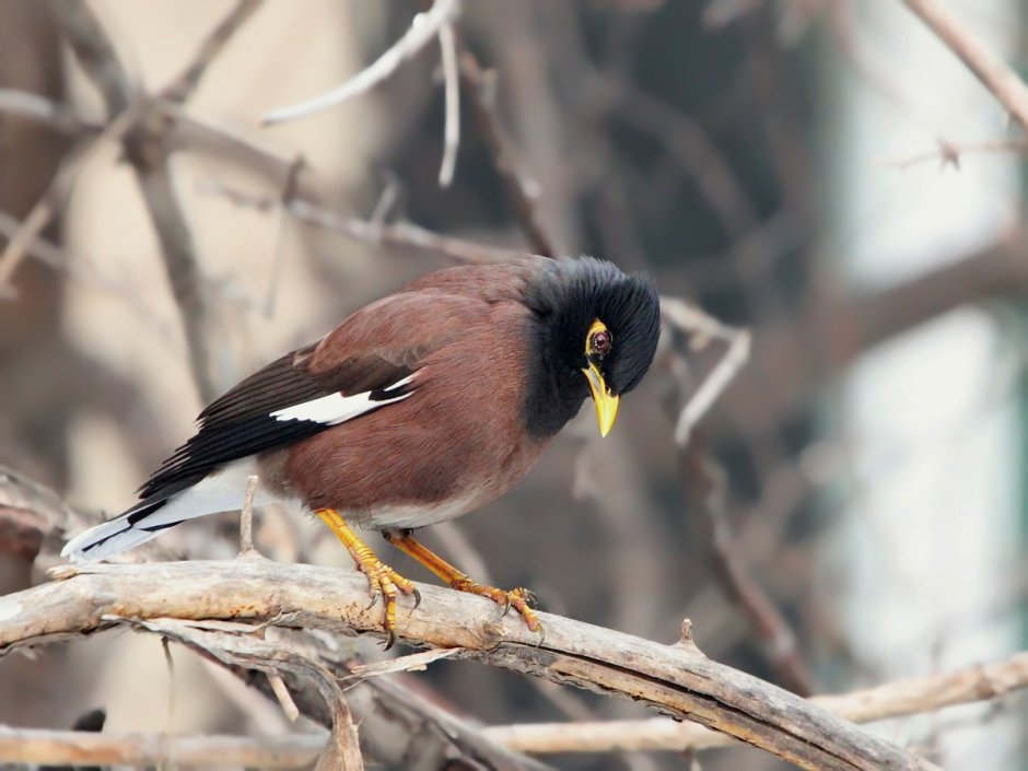 Acridotheres tristis