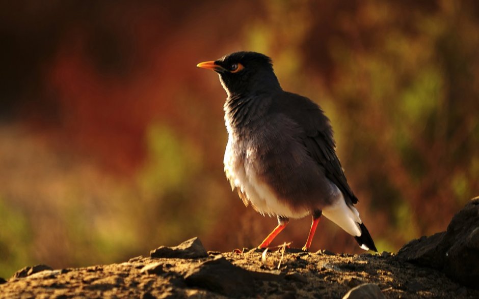 Myna Bird