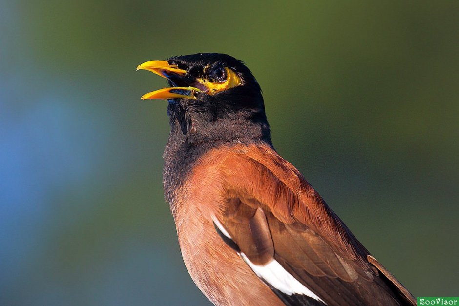 Майна обыкновенная (common Myna).