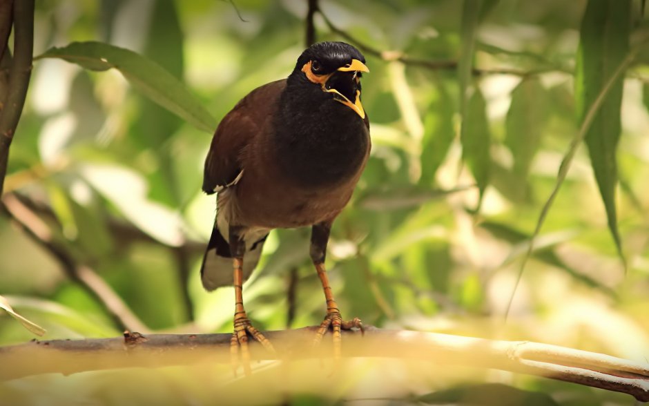 BW Myna