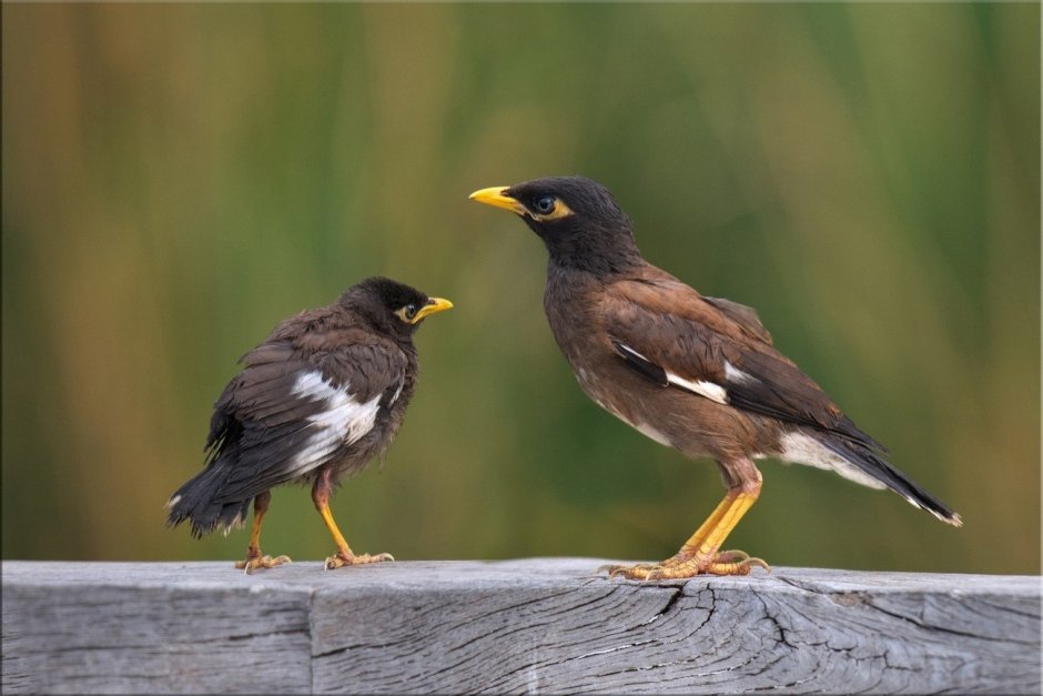 Myna птица
