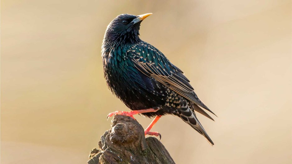 Майна (Acridotheres tristis)