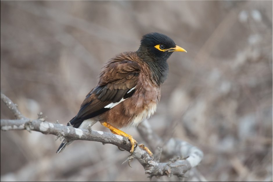Myna Bird