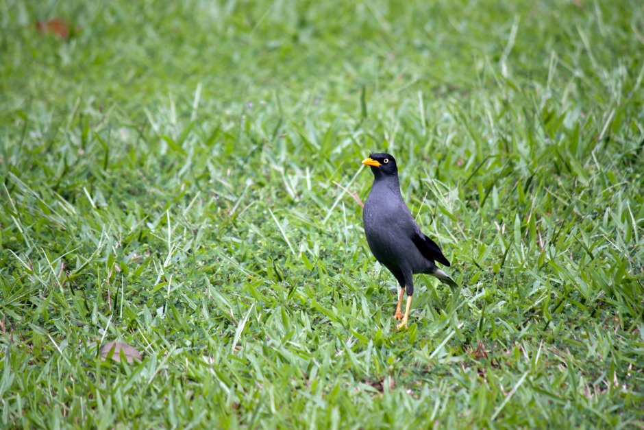Майна (Acridotheres tristis)