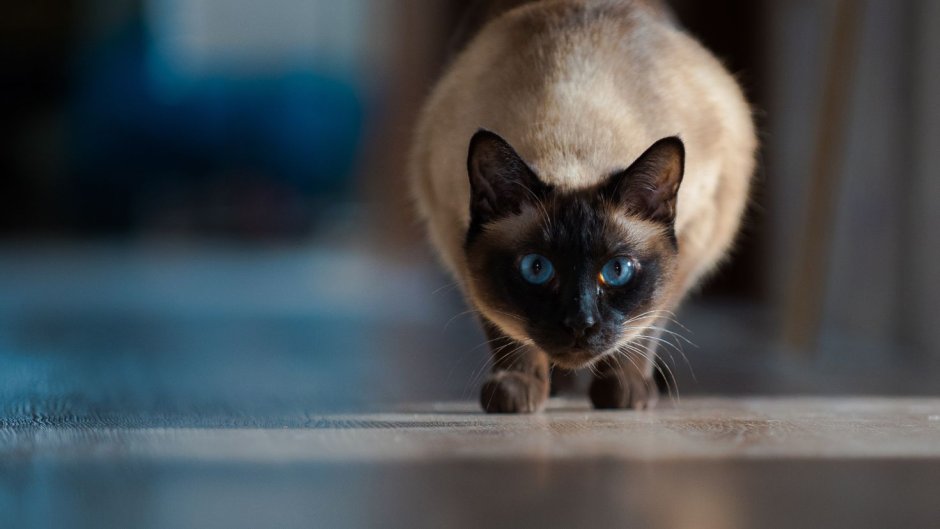 Сиамская голубая кошка