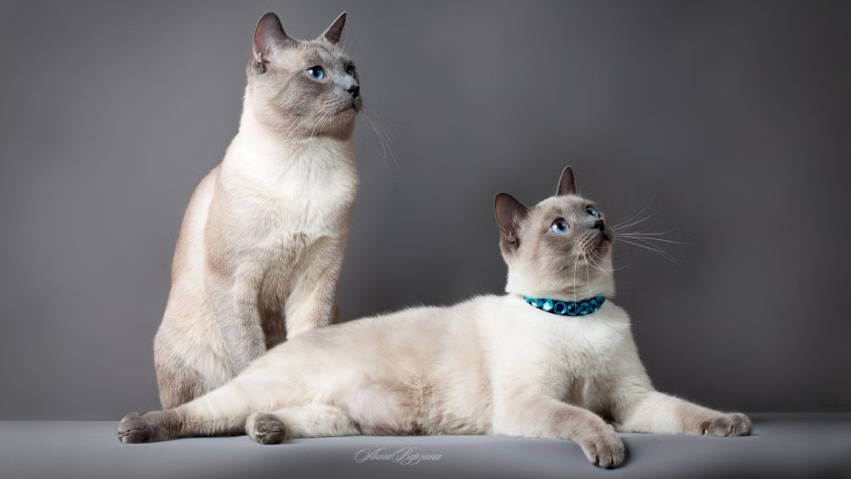 American Burmese Jumps