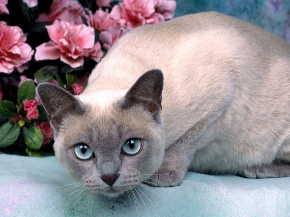 Бурманская кошка котята