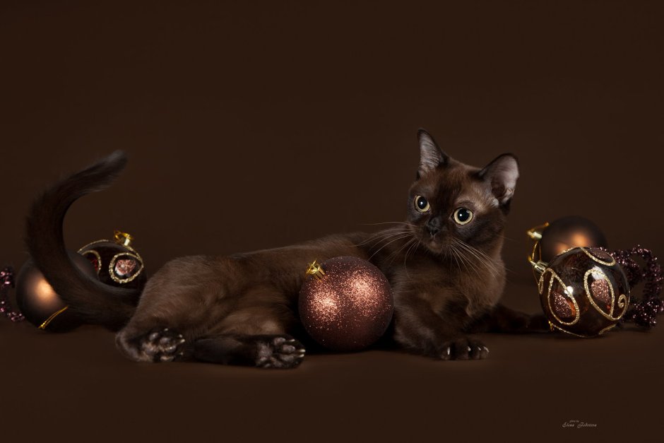 Бурманская кошка черная