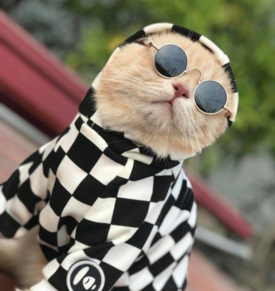 Стильные коты