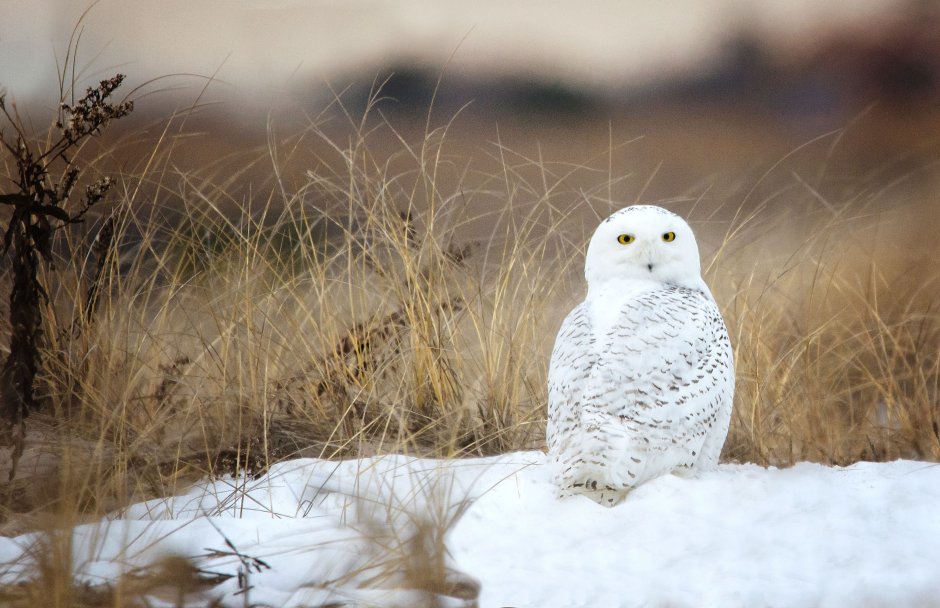 Rock Ptarmigan