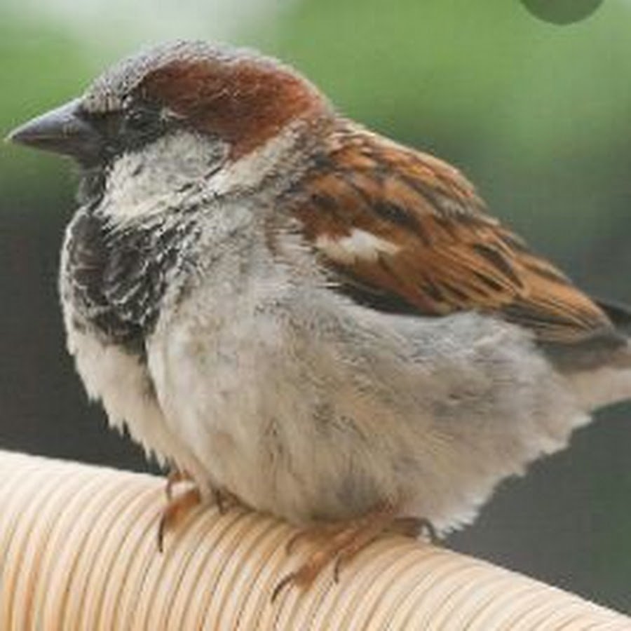 Воробей фото птицы