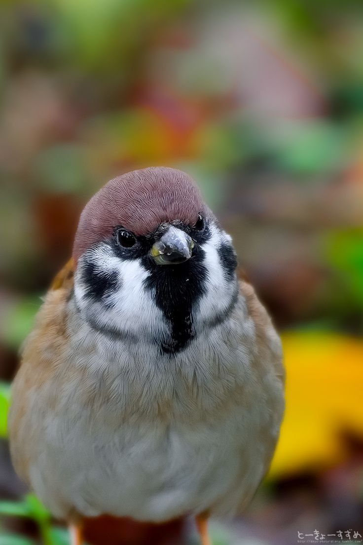 Воробьи любовь