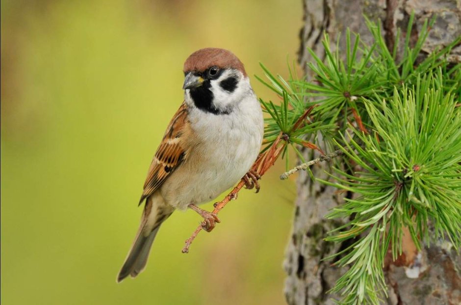 Чумчук птица