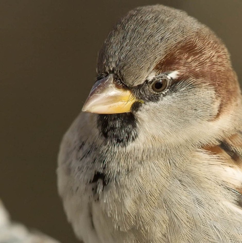 Серая ворона с черными крыльями