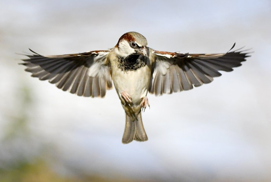 Коричневый Воробей