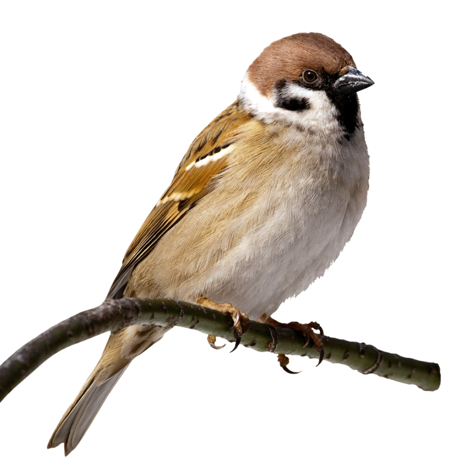 Старый Воробей мамин Сибиряк