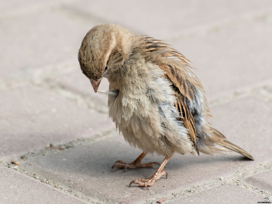 Грустный Воробушек