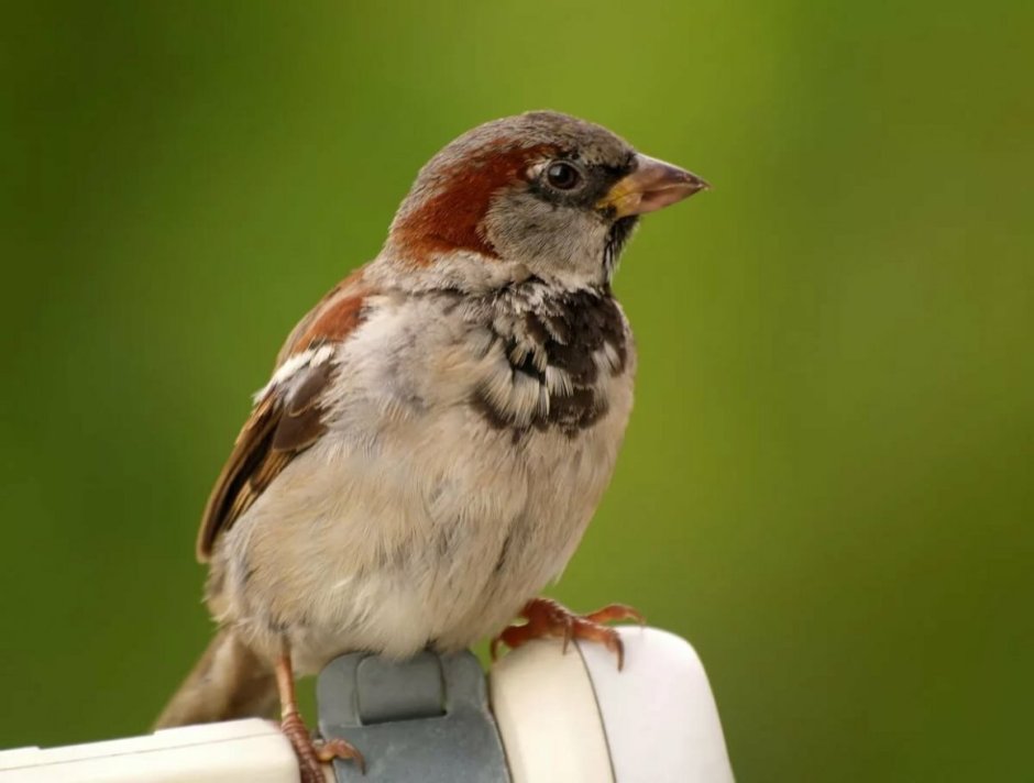 Мушук ва Чумчук