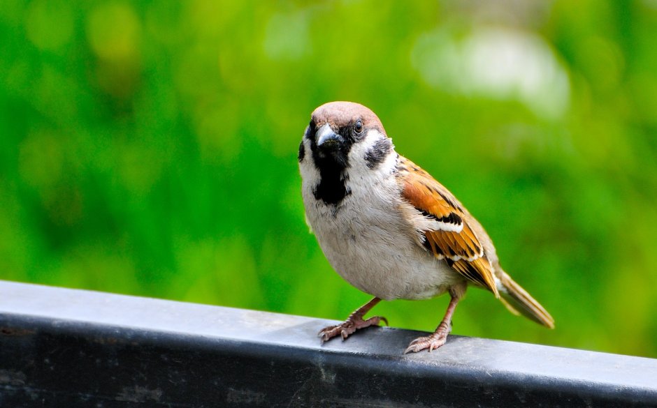 Воробей обыкновенный