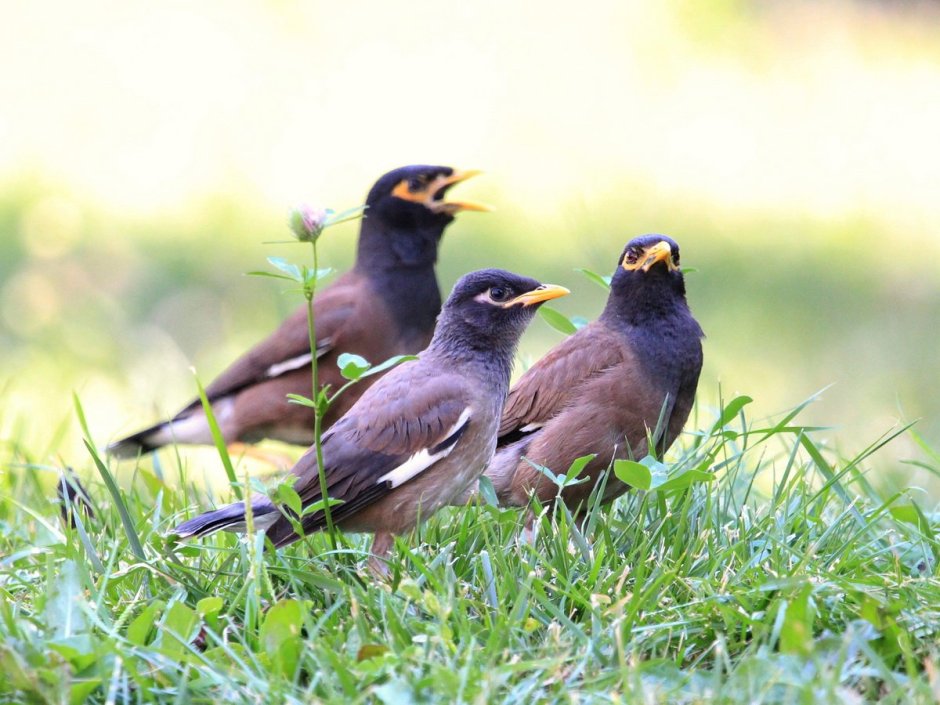 Голуби породы Богемская космоногая