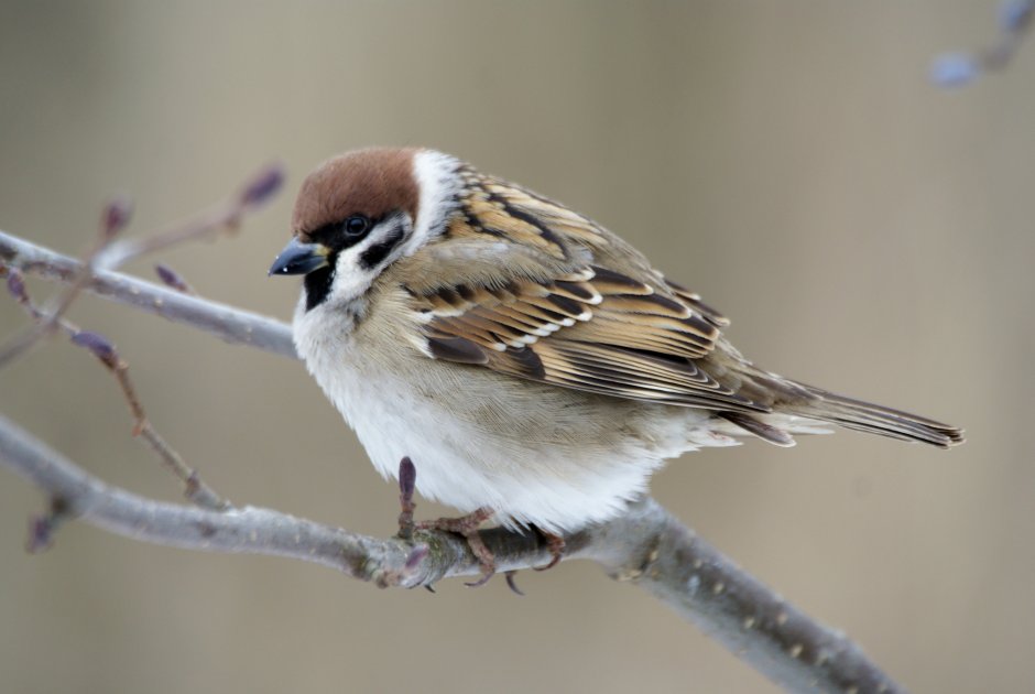 Домовой Воробей самка
