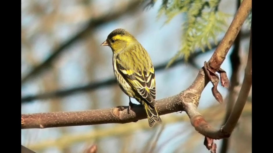 Воробей фото птицы