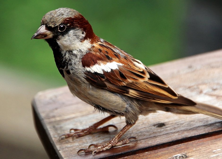 Воробей картинка