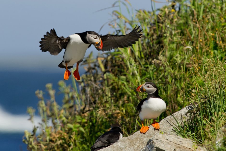 Перепел птица