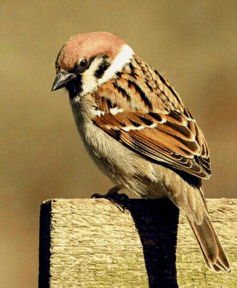 Птица Торгай