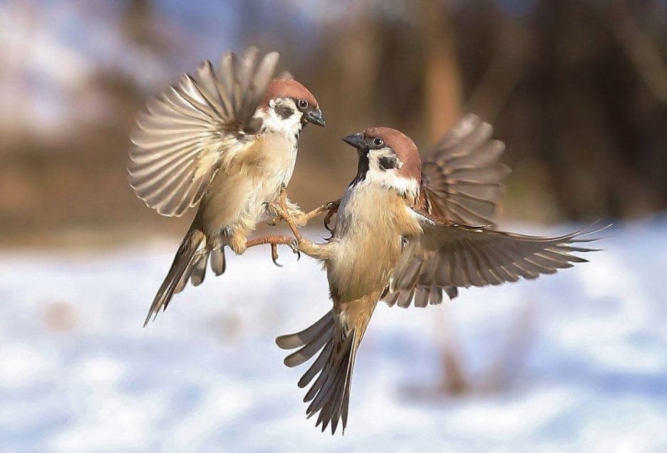 Воробей Домовой ареал