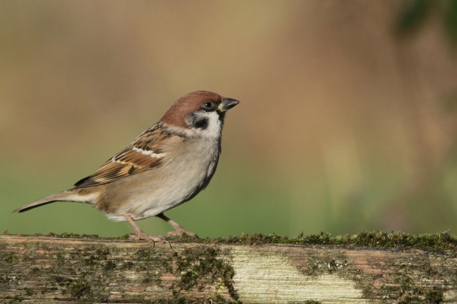 Чумчук расми