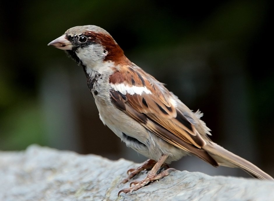 Отряд Воробьинообразные ворон