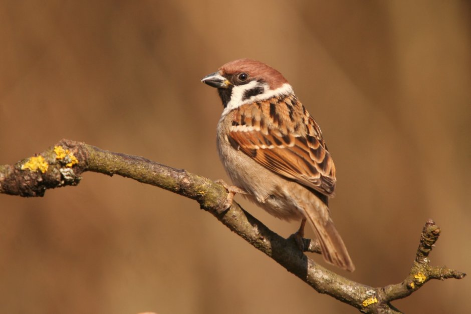 Размах крыльев у полевой Воробей