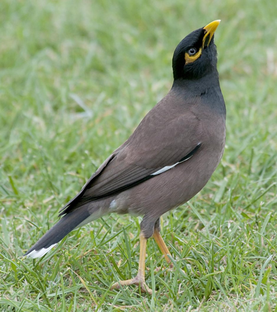 Полевой Воробей зимой