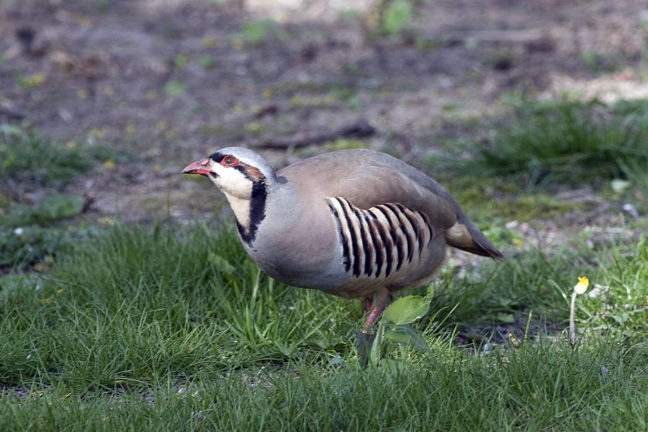 Мусича и Чумчук