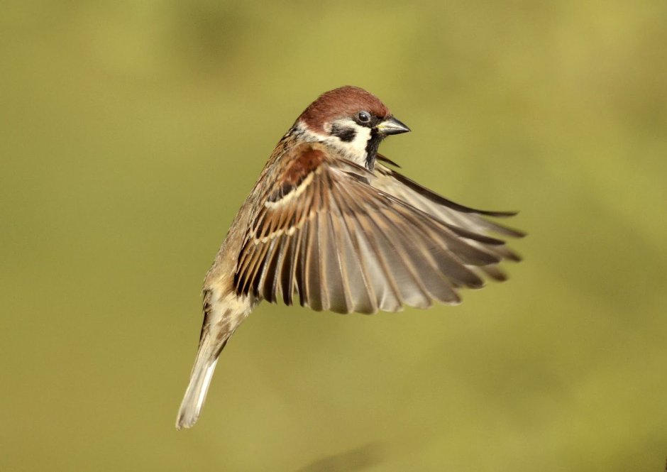 Иранская куропатка кеклик