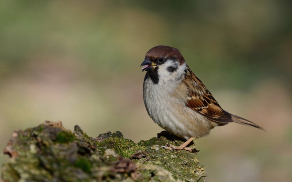 Красноголовый Воробей