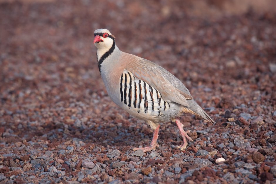 Птичка Чумчук