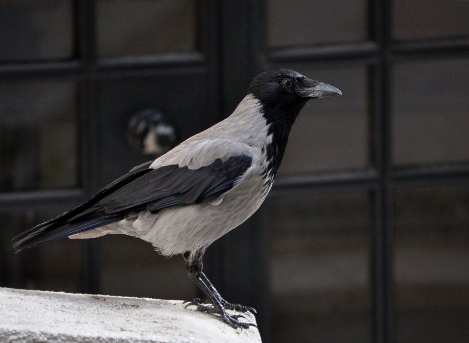 Воробей фото