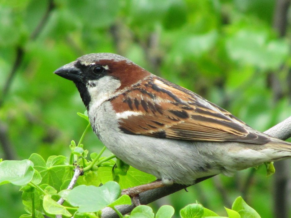 Воробей желторотик птенец